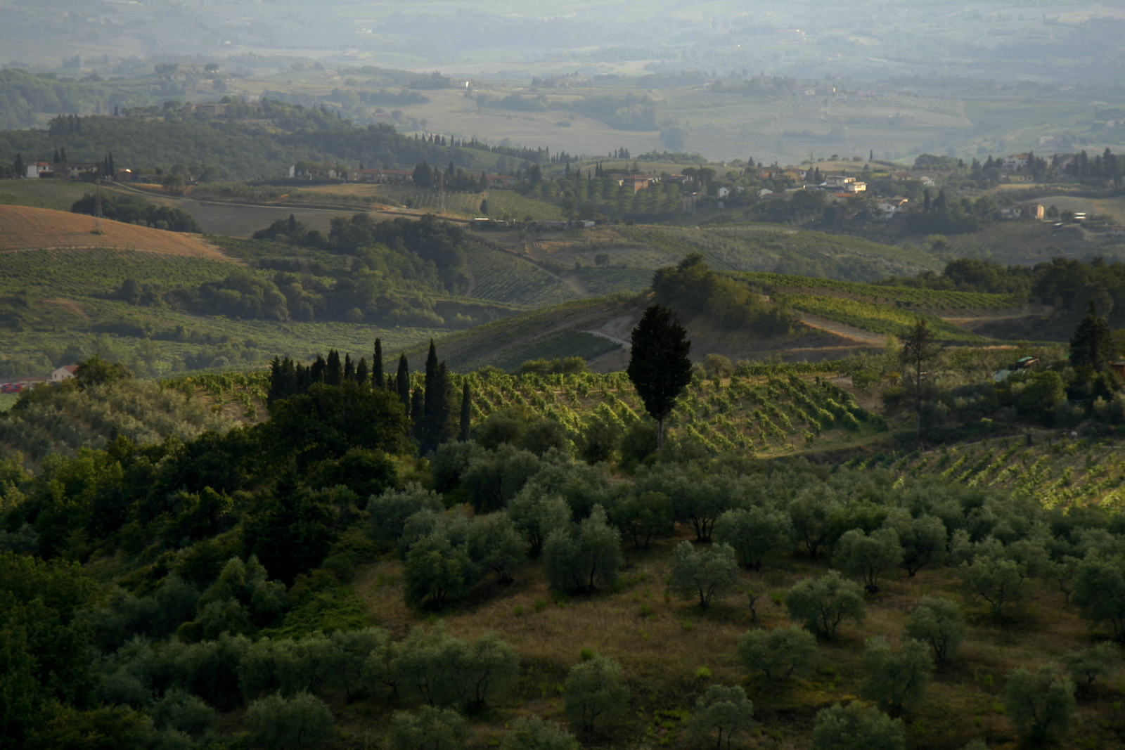 Olivenhaine, Reben und Zypressen im Chianti, typisch auch für das Hinterland der Versilia und die Ebene von Prato