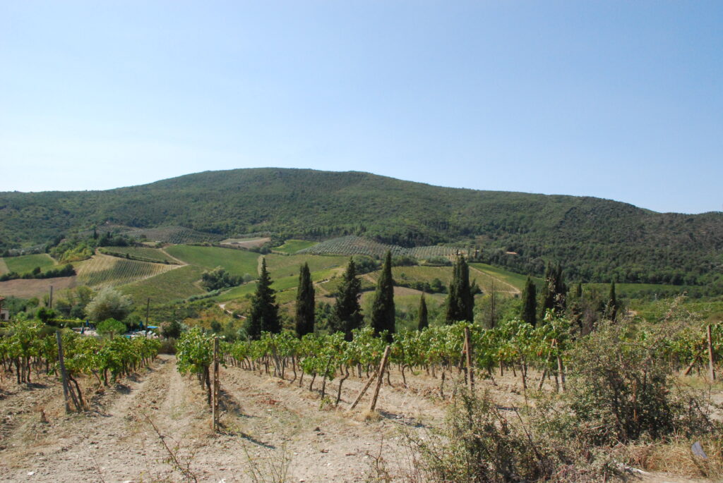 Filari di vite e cipressi nella campagna toscana
